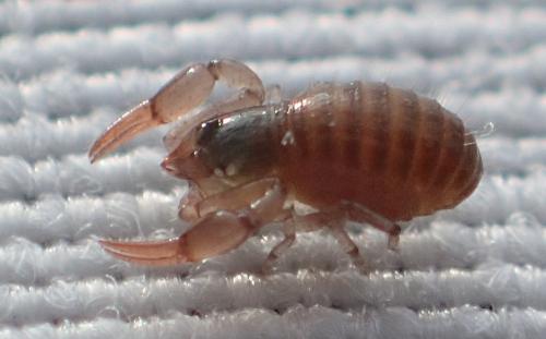 Neobisium sp.
