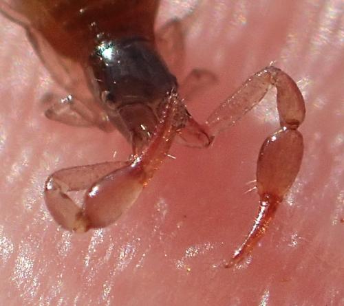 Neobisium sp.