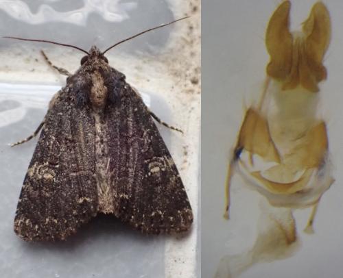 Mesapamea secalis