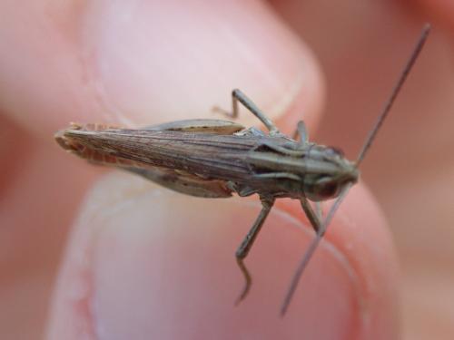 Stenobothrus stigmaticus