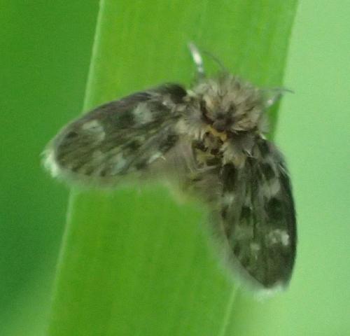 Réf. 268 810 : Pericoma sp.