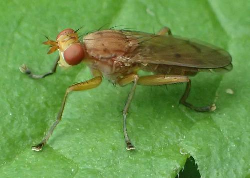 Tetanocera ferruginea