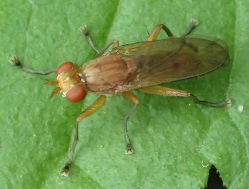 Tetanocera ferruginea