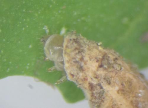 Coleophora sp.