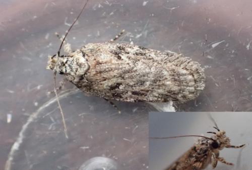 Depressaria douglasella