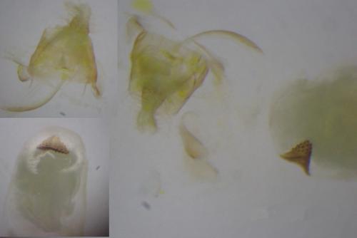 Depressaria douglasella