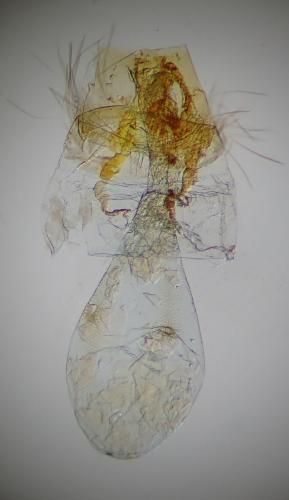 Parornix torquillella