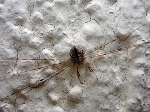 Réf. 268 824 : Dicranopalpus ramosus