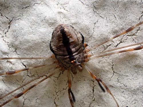 Réf. 268 825 : Dicranopalpus ramosus