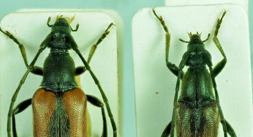 Réf. 268 831 : Stenurella sp.