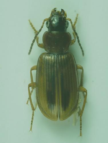 Trichocellus placidus