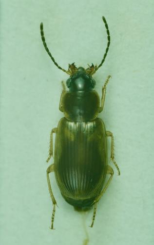 Réf. 268 963 : Acupalpus maculatus