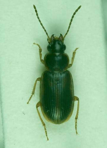 Réf. 268 962 : Acupalpus sp.