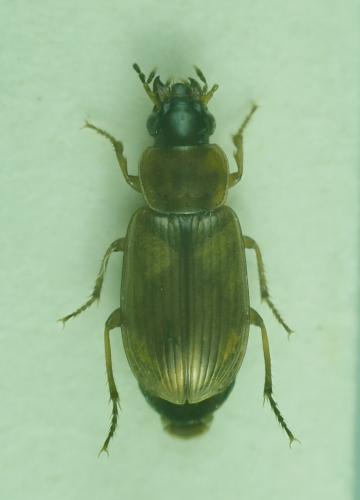 Réf. 268 964 : Acupalpus dubius