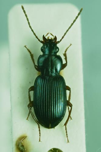 Abacetus salzmanni