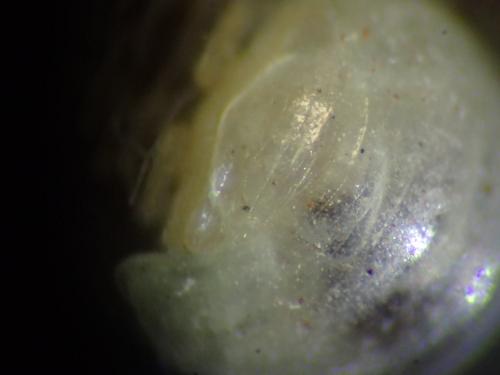 Réf. 268 939 : Geoglomeris sp.
