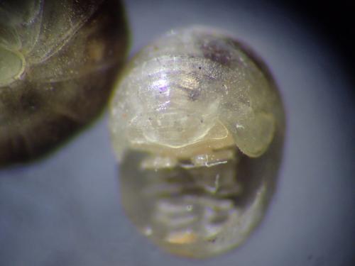 Réf. 268 940 : Geoglomeris sp.