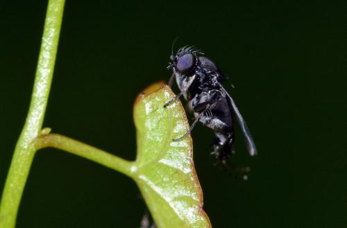 Réf. 268 786 : Phora sp.