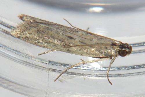 Phycitodes inquinatella