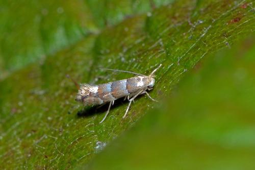 Phyllonorycter nicellii