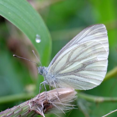 Réf. 268 421 : Pieris napi