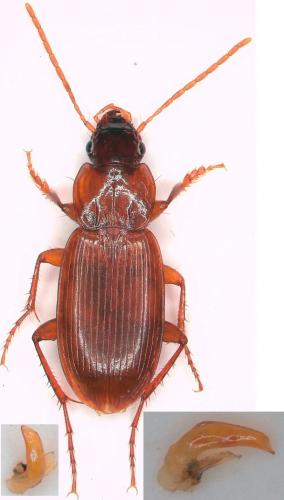 Réf. 268 838 : Platyderus depressus
