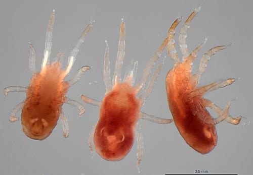 Réf. 268 892 : Dermanyssus gallinae