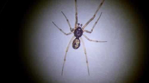 Steatoda triangulosa