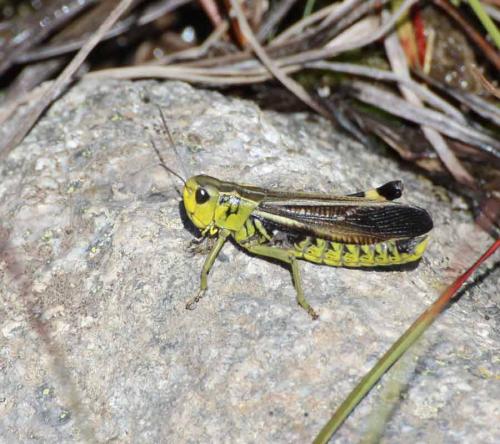 Réf. 268 877 : Arcyptera fusca
