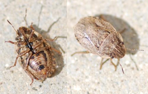 Sciocoris cursitans