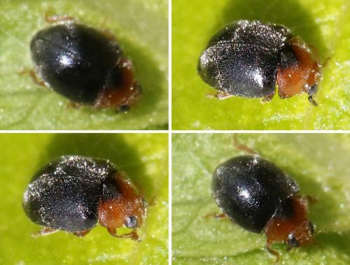 Scymnus rubromaculatus