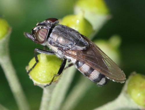 Stomorhina lunata