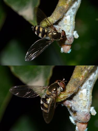 Meliscaeva auricollis