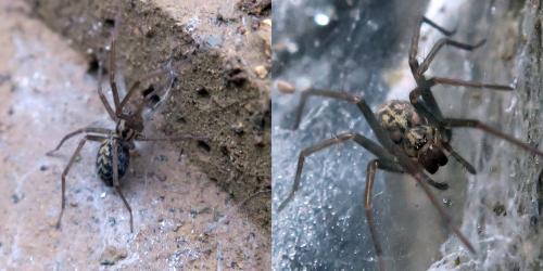 Eratigena sp.