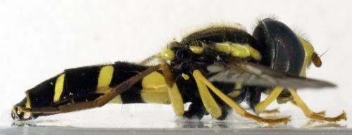 Philhelius pedissequus