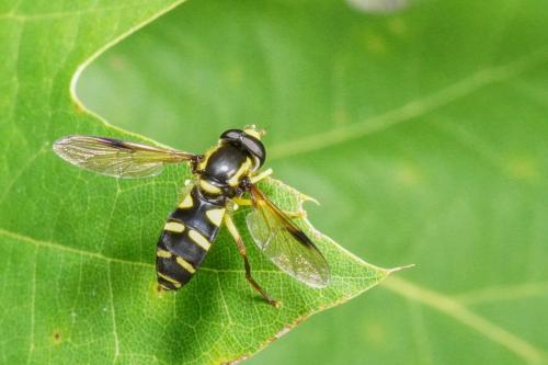 Philhelius pedissequus