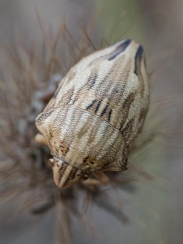 Odontotarsus robustus