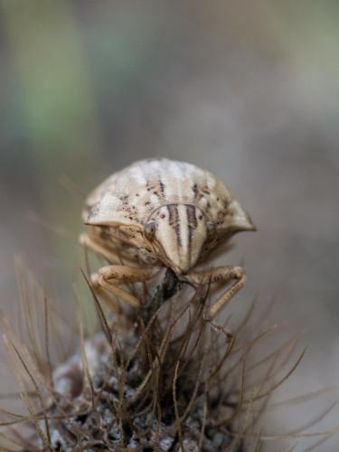 Réf. 268 120 : Odontotarsus robustus