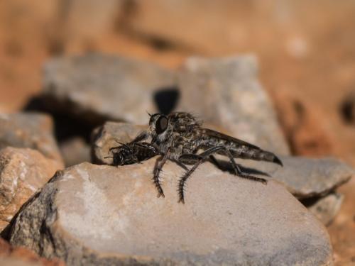 Réf. 268 385 : Machimus sp.
