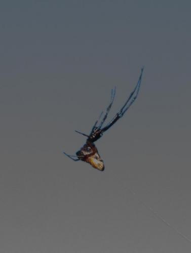 Réf. 268 486 : Argyrodes argyrodes