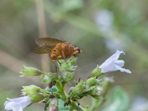 Suillia sp.