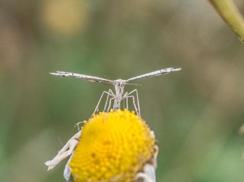 Amblyptilia sp.