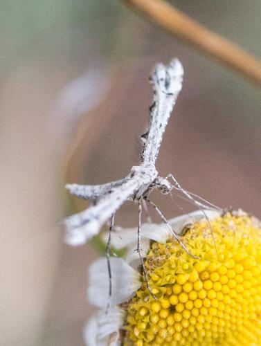 Amblyptilia sp.