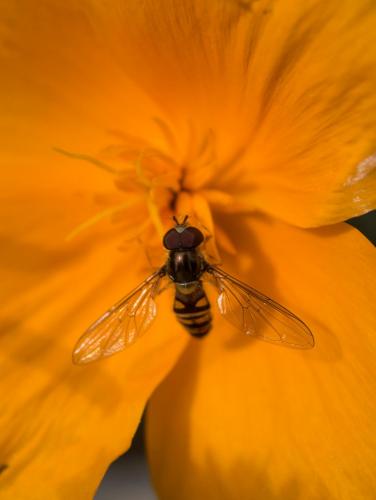 Episyrphus balteatus