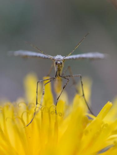 Réf. 268 719 : Amblyptilia sp.