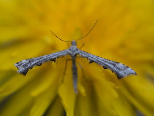 Amblyptilia sp.