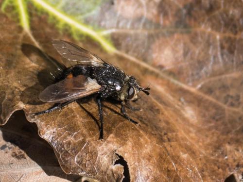 Nowickia ferox
