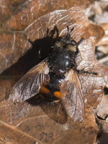 Nowickia ferox