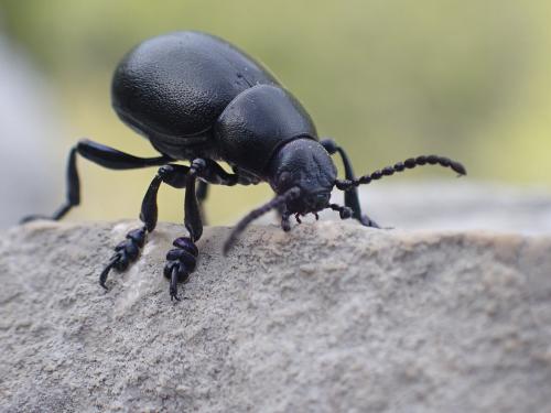 Réf. 268 217 : Timarcha goettingensis