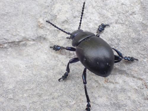 Timarcha goettingensis